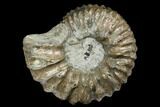 Rare, Cretaceous Ammonite (Hoplites) Fossil - France #177614-1